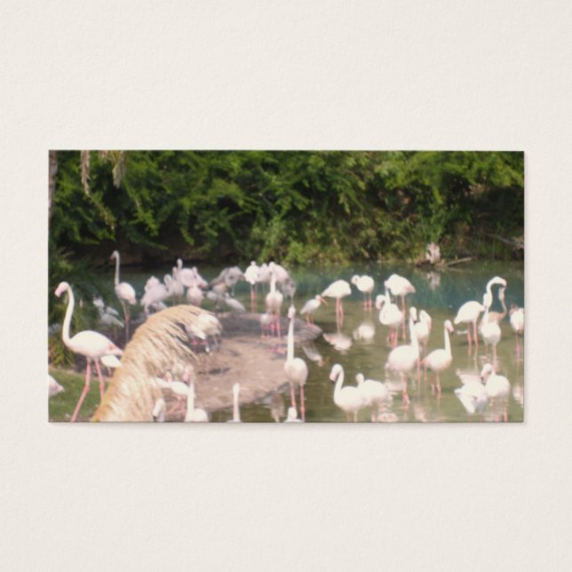 Flamingos en el descanso (Frente)