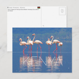 Flamingos en el lago Nakuru, Kenia Tarjeta postal