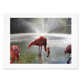 Flamingos en la fotografía de fuente impresa por L