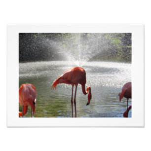 Flamingos en la fotografía de fuente impresa por L