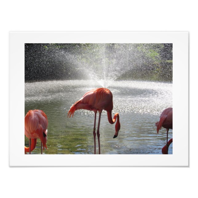 Flamingos en la fotografía de fuente impresa por L (Frente)