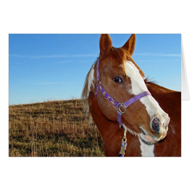 Flashy en Nebraka (Anverso (Horizontal))
