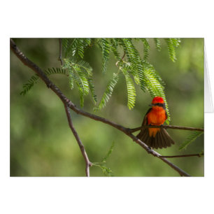 Flashy Male Vermillii Flycatcher