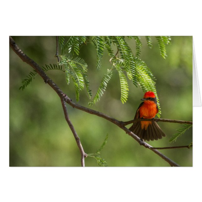 Flashy Male Vermillii Flycatcher (Anverso (Horizontal))