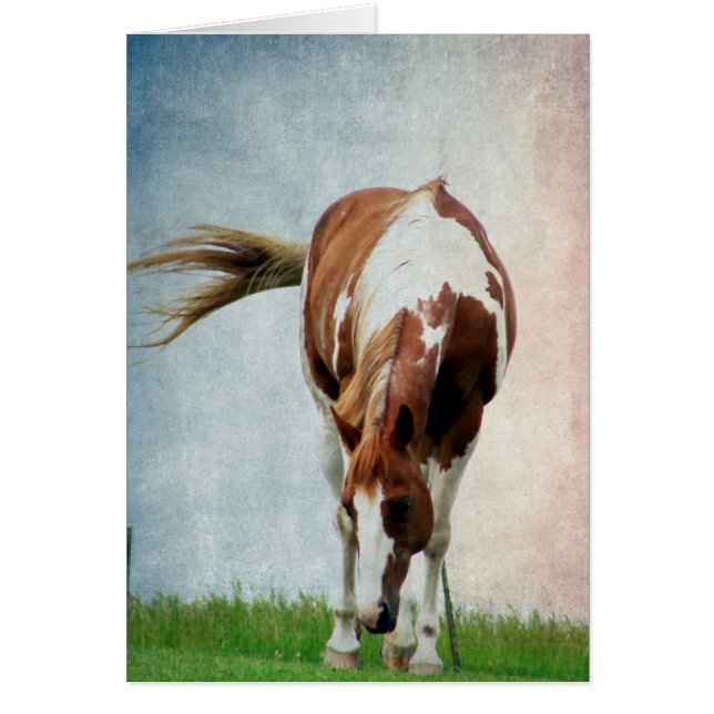 Flashy Paint Horse Mare (Frente)