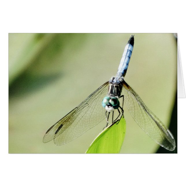 Flauta azul sobre una hoja verde (Anverso (Horizontal))