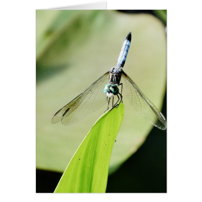 Flauta azul sobre una hoja verde (Frente)