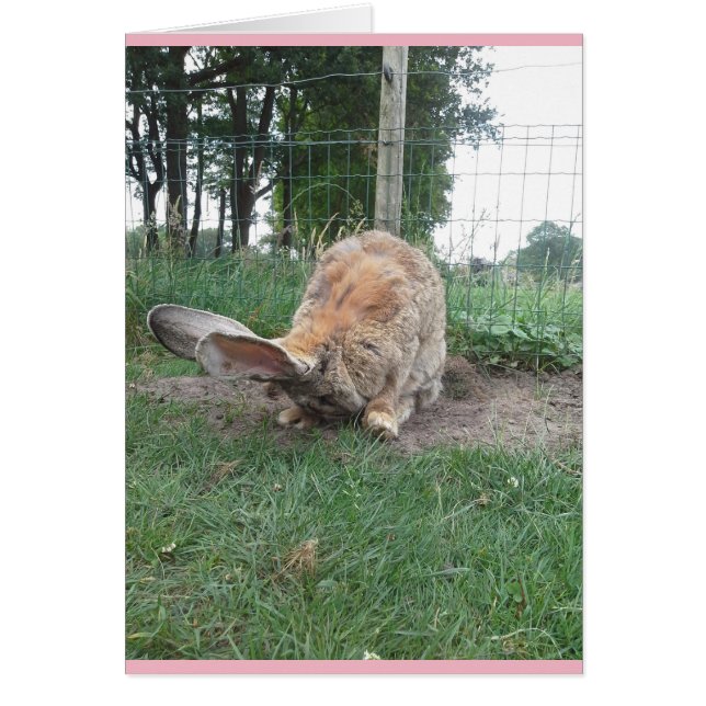 Flemish giant (Frente)