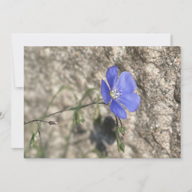 Fleur sauvage (Anverso)