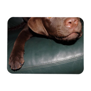 Flexi imán perro labrador Lorenzo