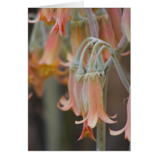 Flor
