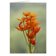 flor