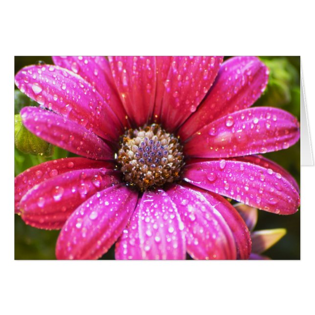 Flor (Anverso (Horizontal))