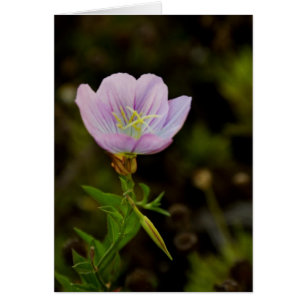 Flor