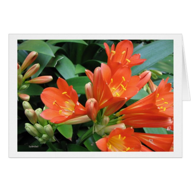 Flor3 (Anverso (Horizontal))