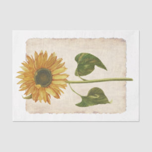 Flor 34 Papel del tejido de la descomposición del 