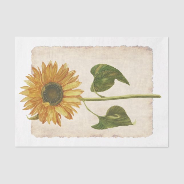 Flor 34 Papel del tejido de la descomposición del  (Anverso)