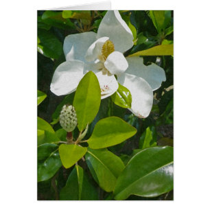 Flor a dar fruto