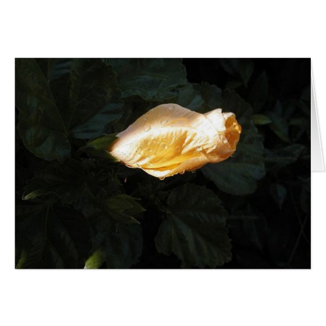 Flor amarilla (Anverso (Horizontal))