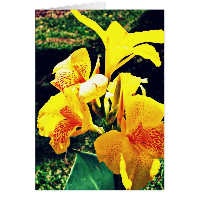 Flor amarilla (Frente)