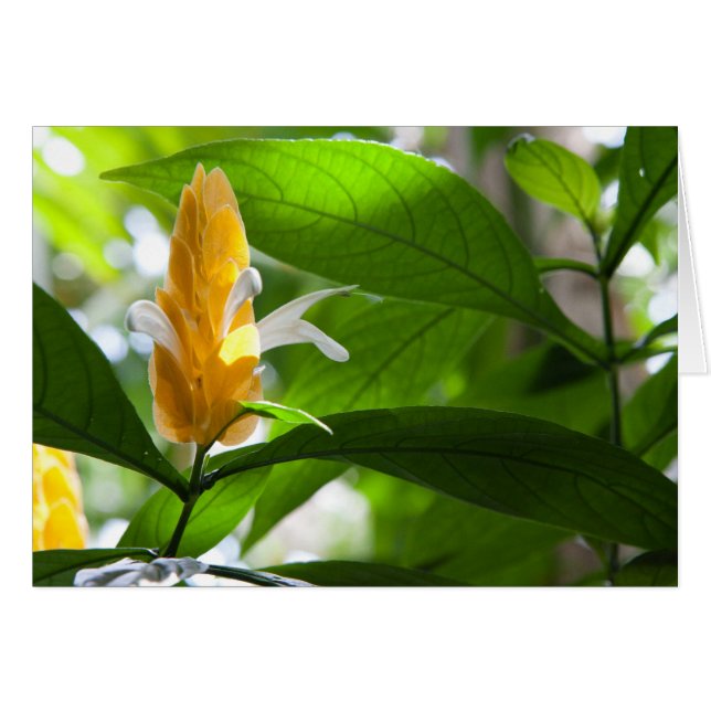 Flor amarilla (Anverso (Horizontal))