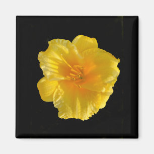 Flor amarilla 2 pulgadas cuadrado imán