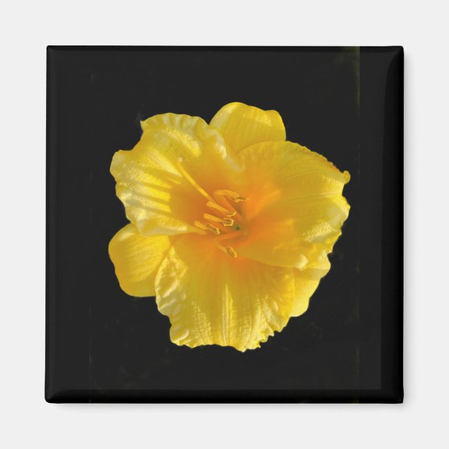 Flor amarilla 2 pulgadas cuadrado imán (Frente)
