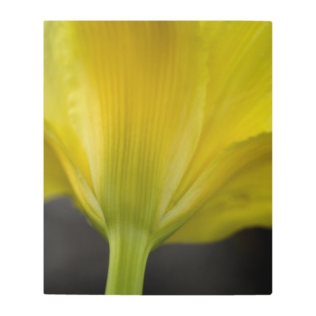 Flor amarilla en la impresión de lienzos negros (Anverso)