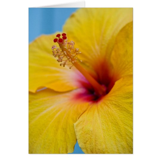 Flor amarilla Notecard de Hybiscus Tarjeta Pequeña
