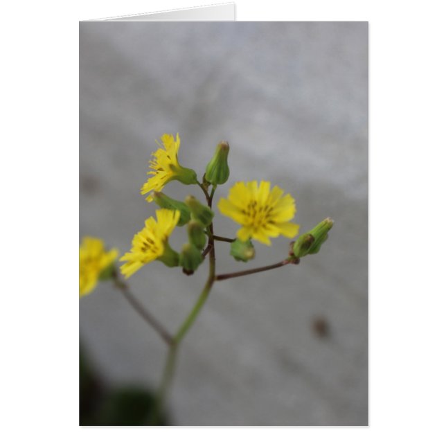 Flor Amarilla Pequeña #3 (Frente)