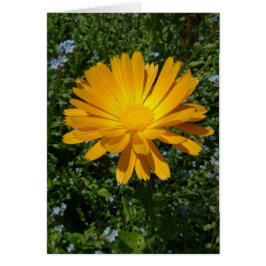 flor amarillo adorable, margarita