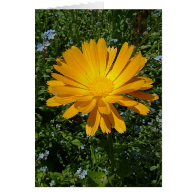 flor amarillo adorable, margarita (Frente)