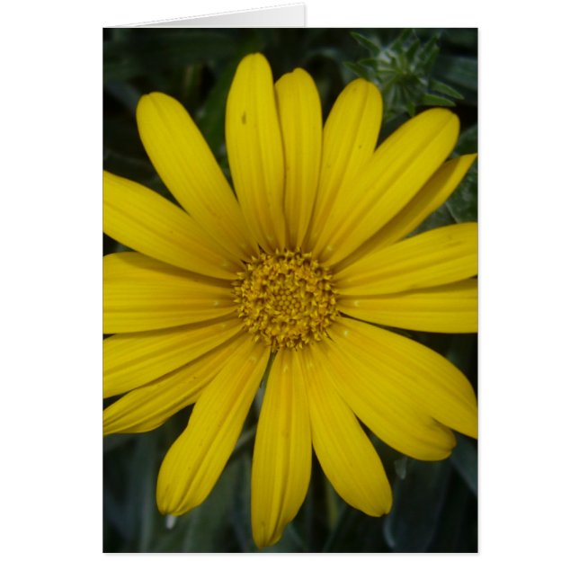 flor amarillo brillante (Frente)