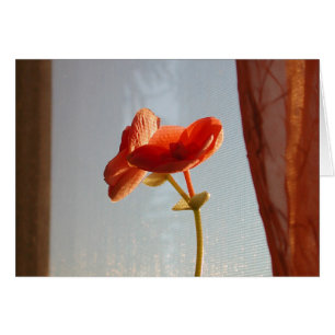 flor anaranjada