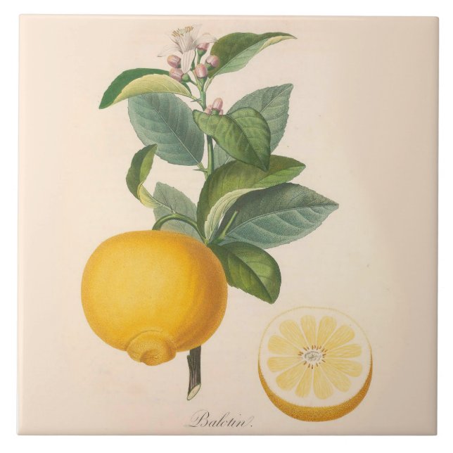 Flor anaranjado y fruta de la teja de cerámica del (Frente)