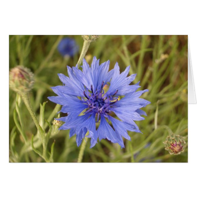 Flor azul (Anverso (Horizontal))