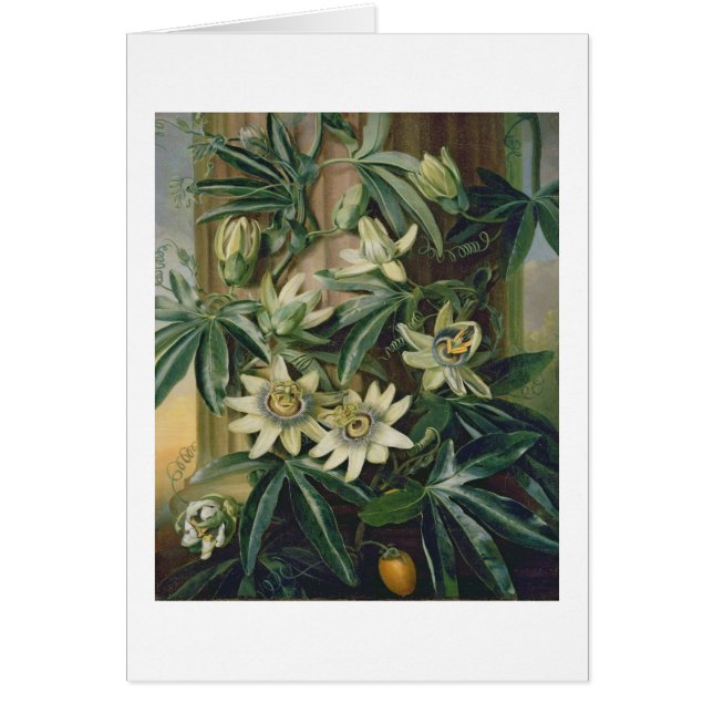 Flor azul de la pasión para el "templo de la (Frente)