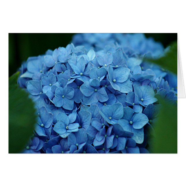 Flor azul del hydrangea (Anverso (Horizontal))