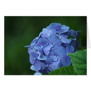 Flor azul del hydrangea