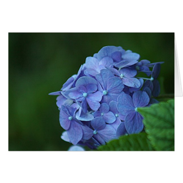 Flor azul del hydrangea (Anverso (Horizontal))