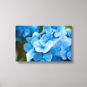 Flor azul Hydrangea Flor de lienzo