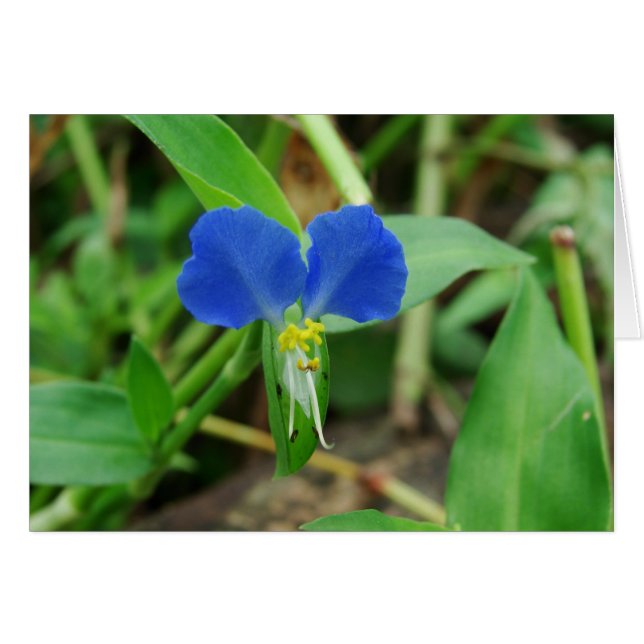Flor azul pequeña bonito (Anverso (Horizontal))