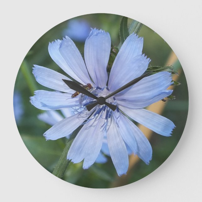 Flor azul radicchio N reloj de pared de abeja (Anverso)