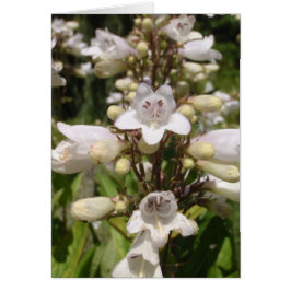 Flor Blanca