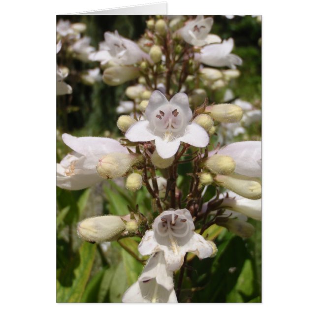 Flor Blanca (Frente)