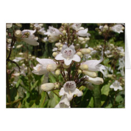 Flor Blanca