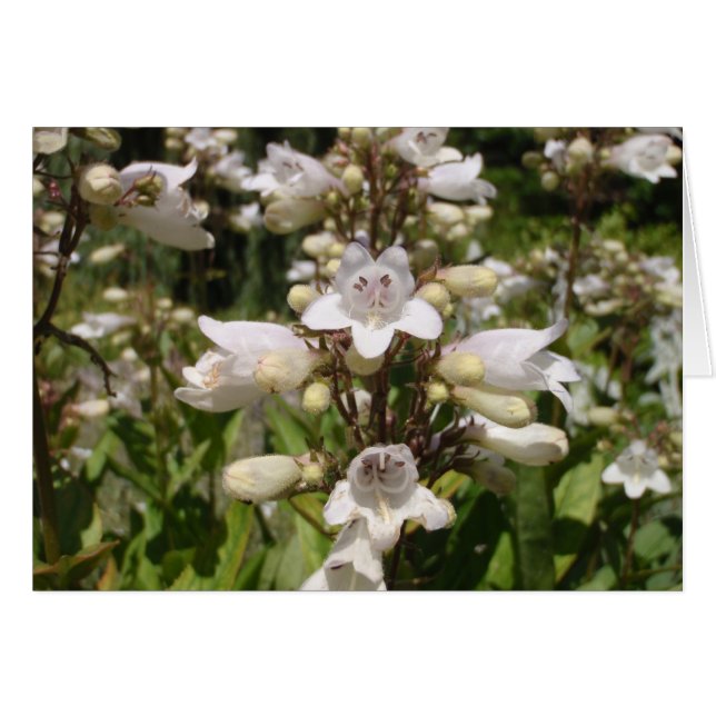 Flor Blanca (Anverso (Horizontal))