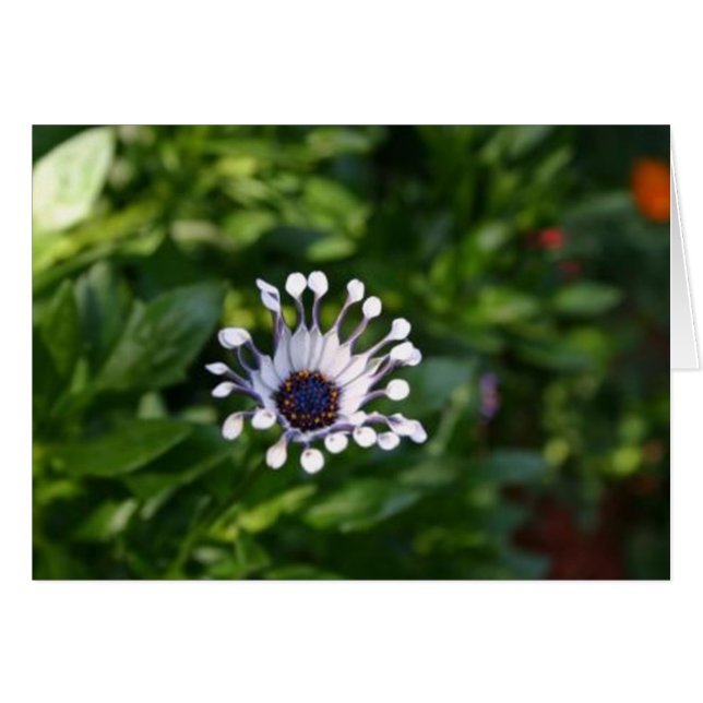 flor blanca (Anverso (Horizontal))