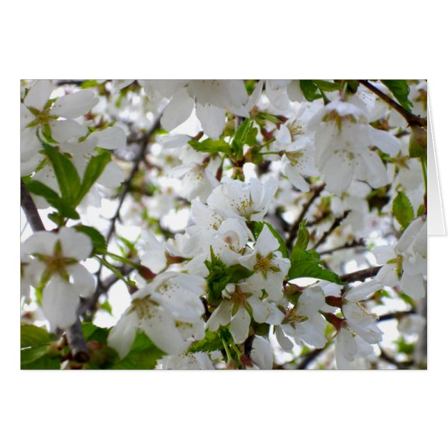 Flor blanca (Anverso (Horizontal))