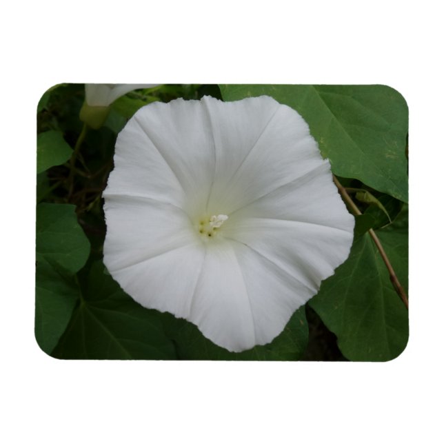 Flor blanca 3"x4" imán (Horizontal)